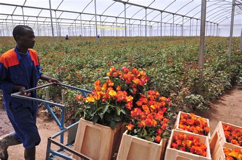 Rose Flower Farming In Kenya Best Flower Site