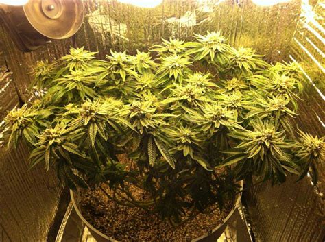 Cannabis Grow Journals - Full Grows in Pictures | Grow ...
