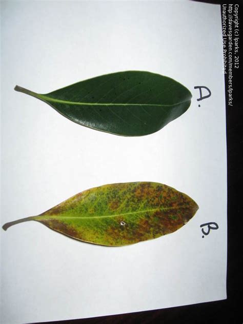 It belongs to the 'little girl' group of magnolias, like the ann type, all designed to bloom in late spring to avoid frosts. Garden Pests and Diseases: Identify problem with Little ...