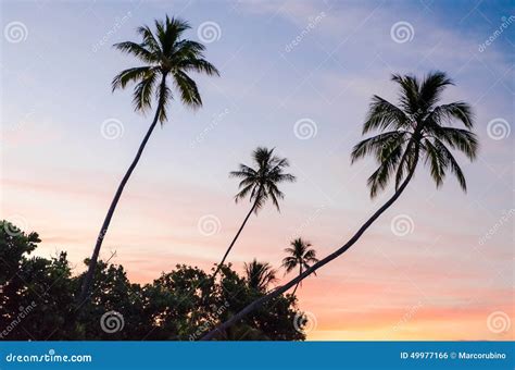 Tropical Sunset In Moorea French Polynesia Stock Photo Image Of