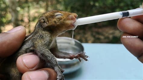 How To Rescue And Care For An Orphaned Baby Squirrel