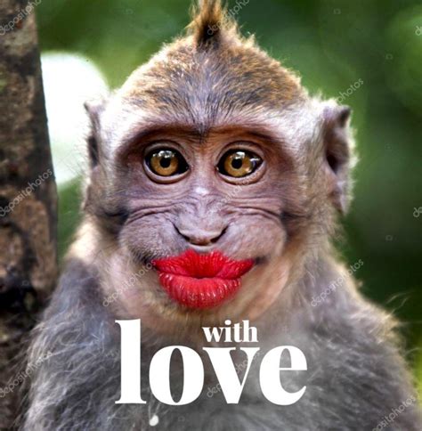 Funny Monkey Wallpapers Top Free Funny Monkey Backgrounds