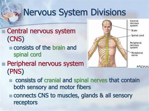 Ppt The Nervous System Powerpoint Presentation Free Download Id967880
