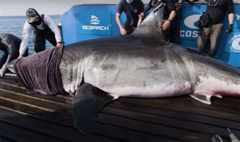 Great White Shark Queen Of The Ocean Spotted Miles From