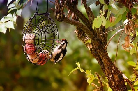 Comment Attirer Les Oiseaux Dans Un Jardin Conseils