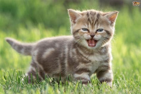 To spay or neuter as many cats as possible before they reproduce. Early Neutering Of Kittens - Pros And Cons | Pets4Homes