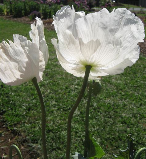 White Persian Poppy Peshwar Poppy Silk Petals Pure White Large Etsy