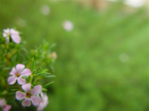 Maybe you would like to learn more about one of these? Free picture: small, flowers, bottom, light green, background