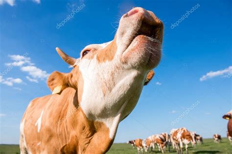 Vaca Mugido — Fotos De Stock © Bernardbodo 76297173
