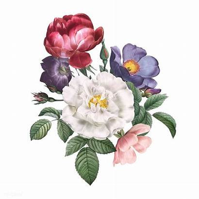 Transparent Roses Drawn Rawpixel Colorful Bloom Flowers