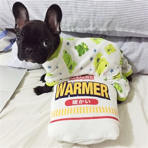 Watch the latest videos from french bulldog world. "Frog Dog" onesie pajamas. Cute pet clothes. Pet fashion ...