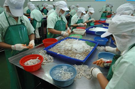 Shrimp Peeling Burmese Migrants Mostly Women At Work In Flickr