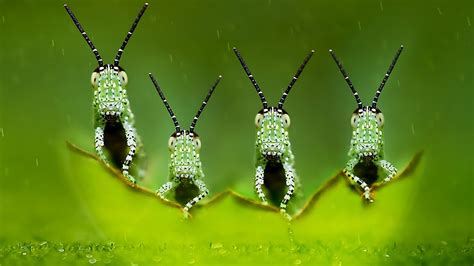 Free Download Best 43 Insects Desktop Background On Hipwallpaper