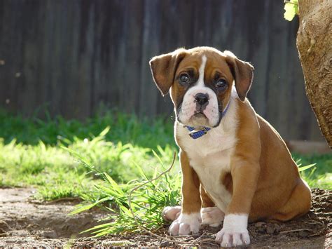 Boxer Puppy Cute Brown Boxer Puppy Eight Weeks Old Puppy Flickr