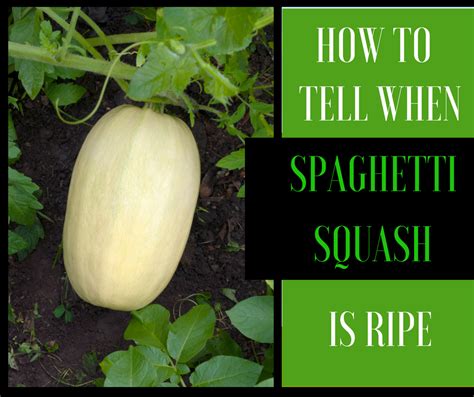4 Ways Of How To Tell When Spaghetti Squash Is Ripe Properly Rooted