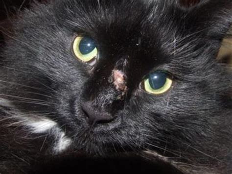 In open wounds, the skin is cracked open, leaving the underlying tissue exposed to the outside environment, which makes it more vulnerable to bleeding and infections. Cat has a small open wound on her nose | Ask The Cat Doctor