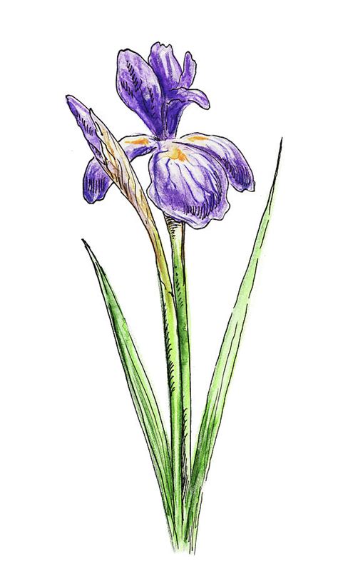 Iris Flower Watercolor Painting By Irina Sztukowski Pixels