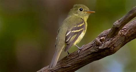 Yellow Bellied Flycatcher Overview All About Birds Cornell Lab Of