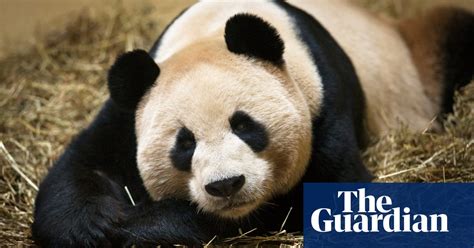 Everything You Always Wanted To Know About Panda Sex But Were Afraid To Ask Giant Pandas