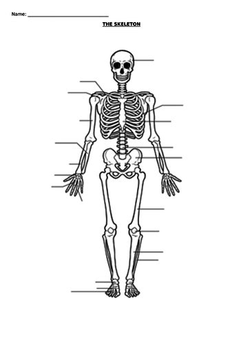 Create your own flashcards or choose from millions created by other students. THE SKELETON - BLANK DIAGRAM | Teaching Resources