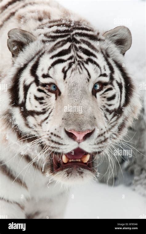 White Tiger Portrait Novosibirsk Zoo Stock Photo Alamy