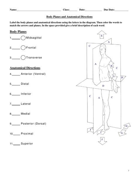 Body Planes And Anatomical Directions Worksheet