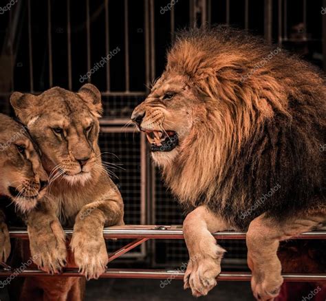 Gorgeous Roaring Lion And Two Lioness — Stock Photo © Nejron 22237911