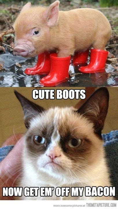 Pin By Amber Ford On Grumpy Cat Obsession Funny Grumpy Cat Memes