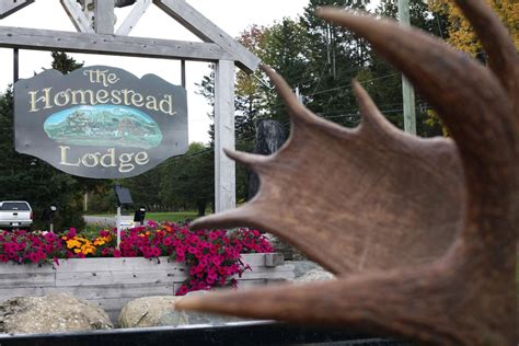 Moose Hunting Outfitter Maine Guided Moose Hunts Homestead Lodge