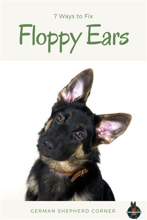 German shepherd puppy ears can come up between 8 weeks and 6 months. When Do German Shepherd Puppy Ears Stand Up
