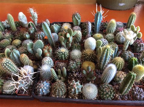 2 Cactus Assortment 20 Plant Pack Etsy