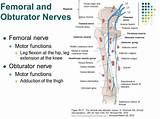 Sciatic Nerve Damage Treatment Options Pictures