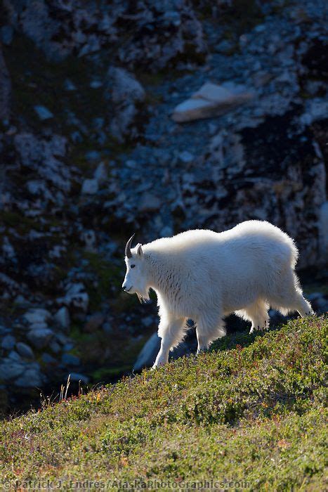Mountain Goat Kenai Fjords National Park Kenai Mountains Kenai
