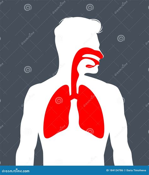 Sistema Respiratorio Humano Ilustración del Vector Ilustración de ciencia médico