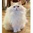 18 Extremely Fluffy Cats For Your Enjoyment  Cuteness