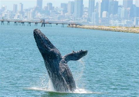 Allie The Humpback Whale Continues To Make San Francisco Bay Her Home