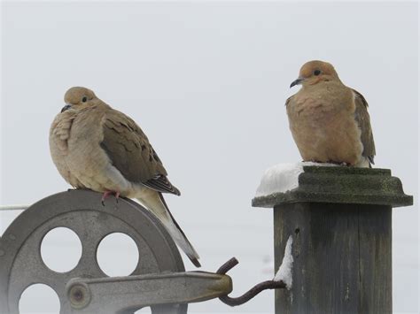 Looks Like A Mating Pair Of Mourning Doves Backstep March 28th Bird