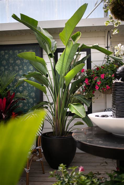 Tropical House Plants Plants Ba