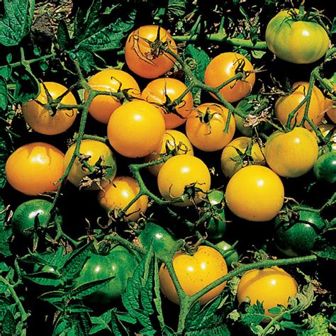 Yellow Cherry Tomato Cantaloupe Totally Tomatoes