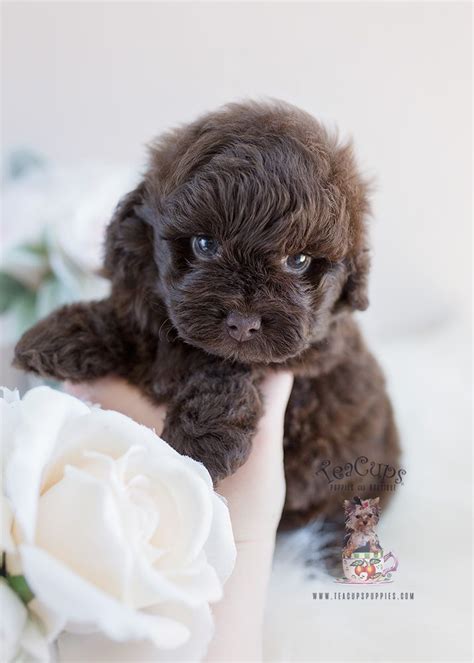 Shih Tzu Poodle Mix Puppies Florida Teacup Puppies And Boutique