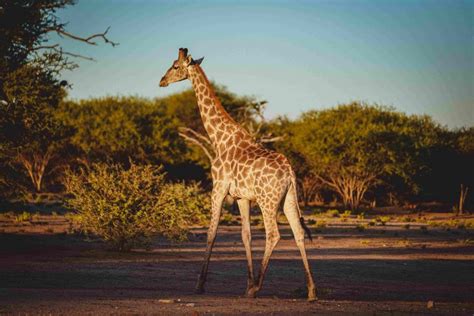 7 Best National Parks To Visit In South Africa Thomas Cook