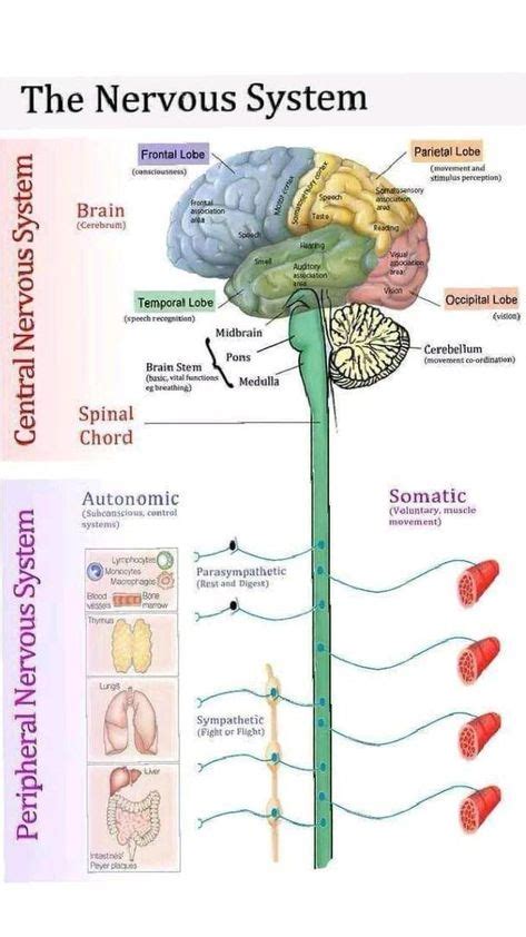 Nervous System Diagram