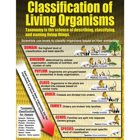 Living Organisms Poster Set Tcrp154 Teacher Created Resources