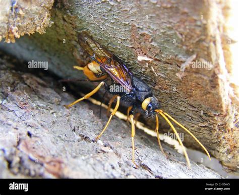 Giant Woodwasp Banded Horntail Or Greater Horntail Urocerus Gigas