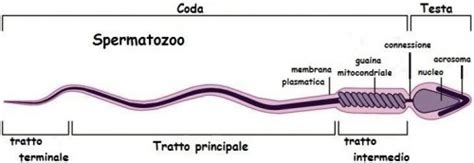 È l'esame principale per la valutazione. Spermiogramma : (Molfetta)