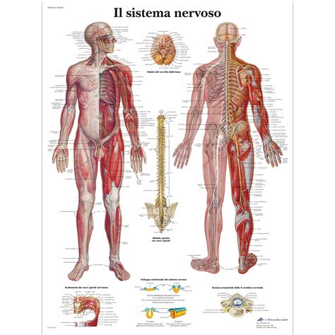 Sistema Nervoso Nervous System Anatomy Nervous System Human Nervous