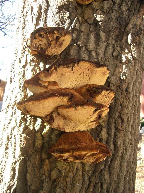Pests and diseases of fruit trees abound. NCSU PDIC: Sample of the Week: Canker Rot on Oak