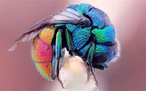 Colorful Insect HD Wallpaper