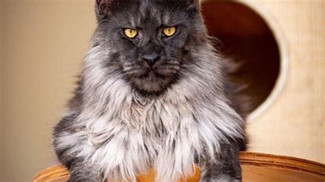 Majestic Cat Gets 1000s Of Followers For Its Lion Like Face Al Bawaba