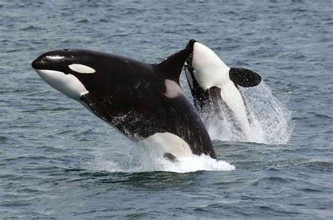 Bio 2273 The Southern Resident Killer Whale